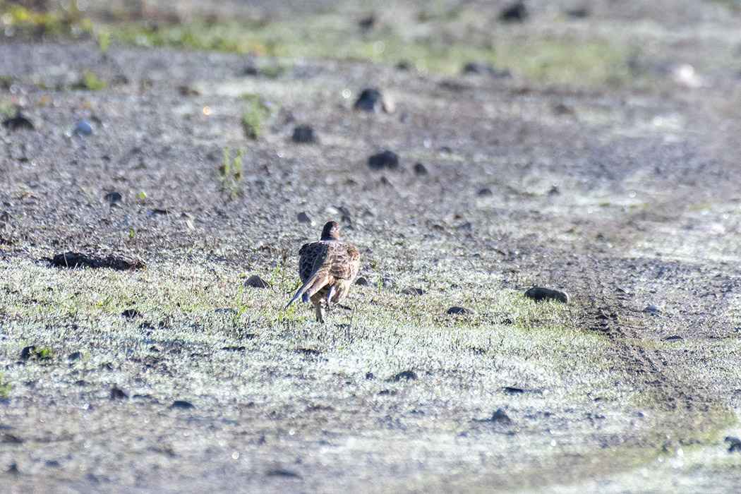 Ring-necked Pheasant